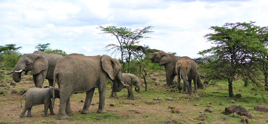 Picture-16_Wildlife-cons_Elephants-feeding