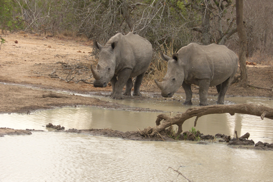 Picture-15_Wildlife-cons_Rhinos